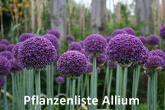 Pflanzenliste Allium