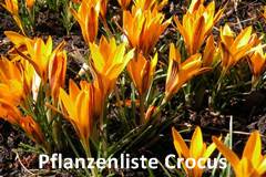 Pflanzenliste Crocus