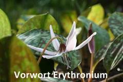 Vorwort Erythronium