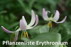 Pflanzenliste Erythronium