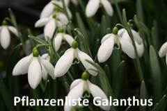 Pflanzenliste Galanthus
