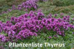 Pflanzenliste Thymus