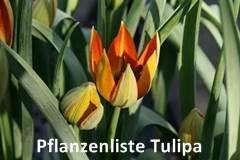 Pflanzenliste Tulpia