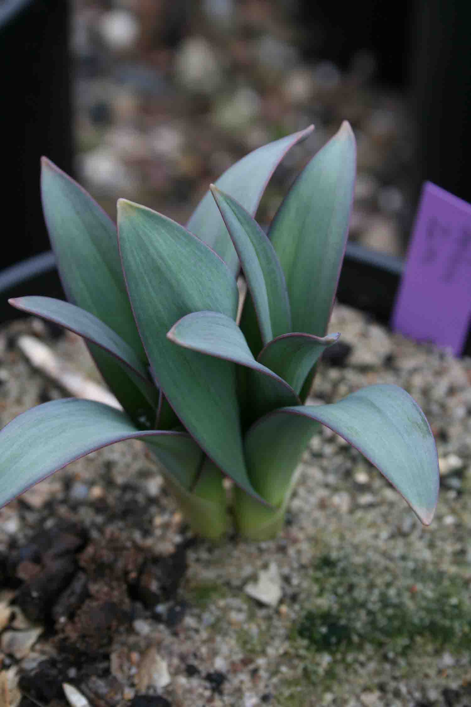 Allium derderianu