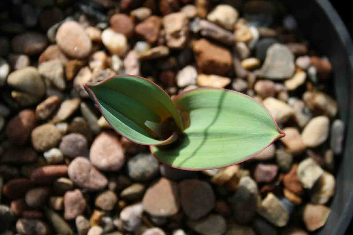 Allium minutiflorum