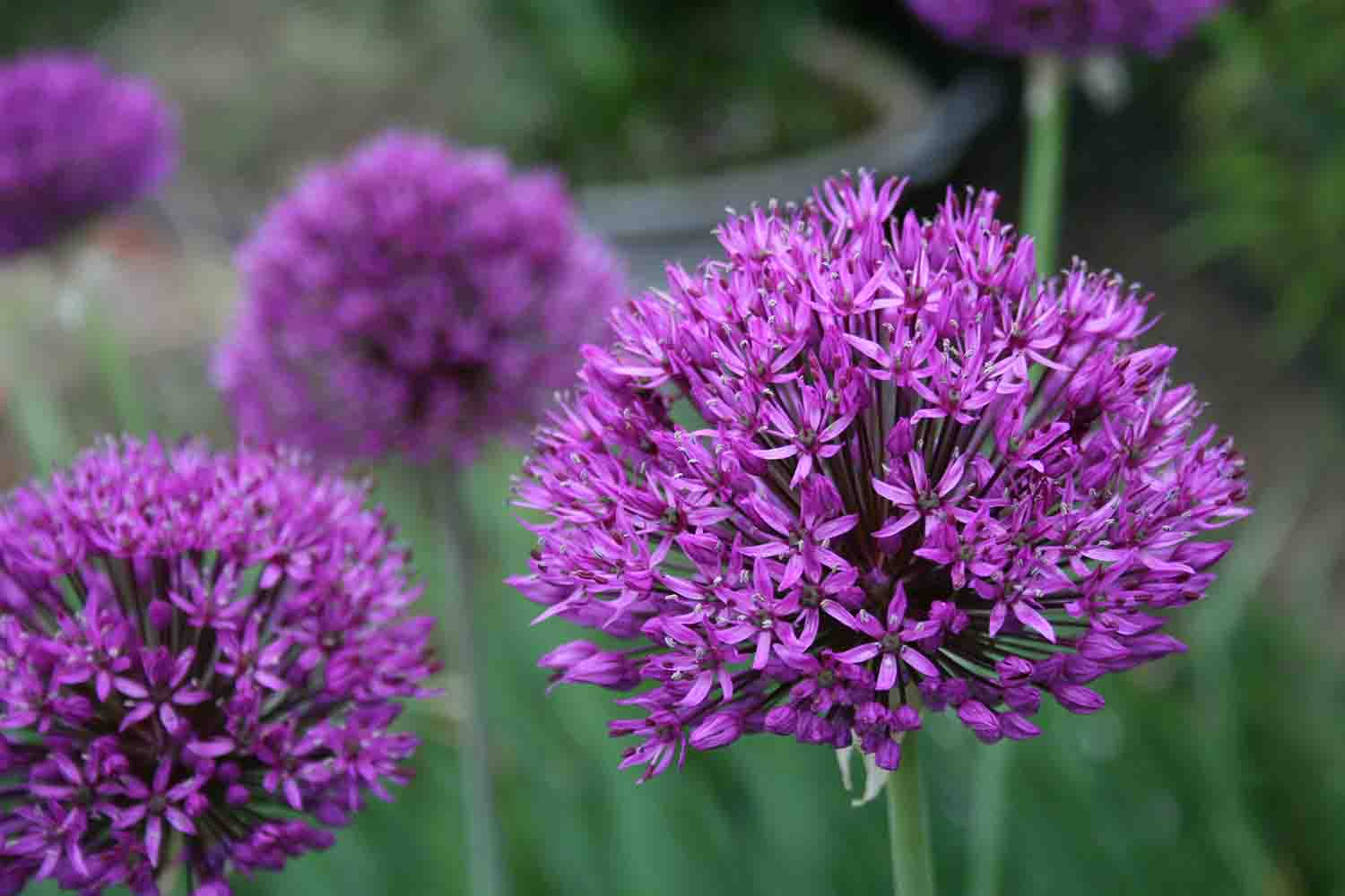 Allium ‘ Purple Sensation ‘ sternförmige Einzelblüten