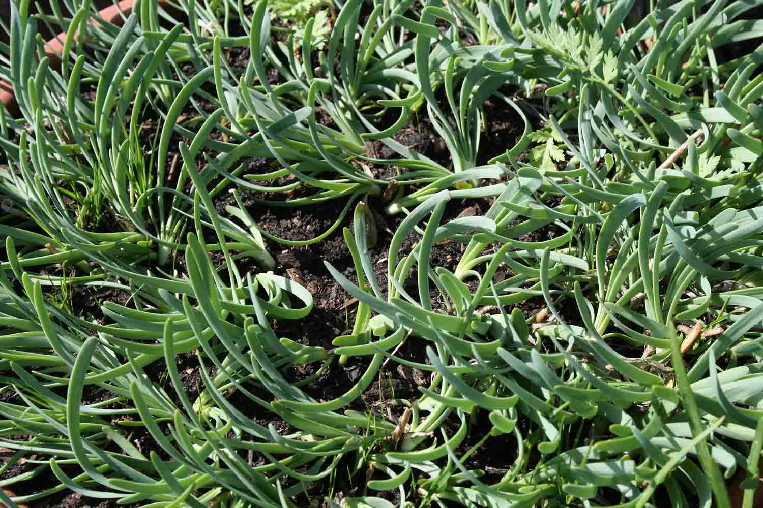 Allium senescens var. glaucum Austrieb im April 