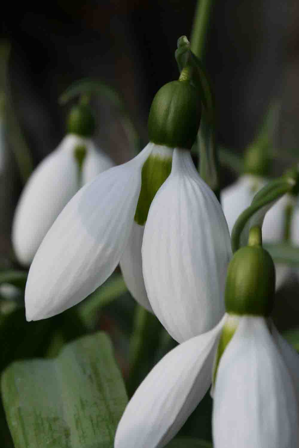 Galanthus ‘ Cicely Hall ‘ 