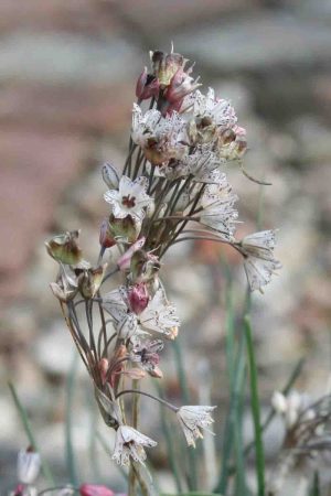 Allium callimischon ssp. haemostictum