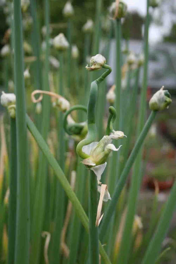 Allium cepa var. proliferum