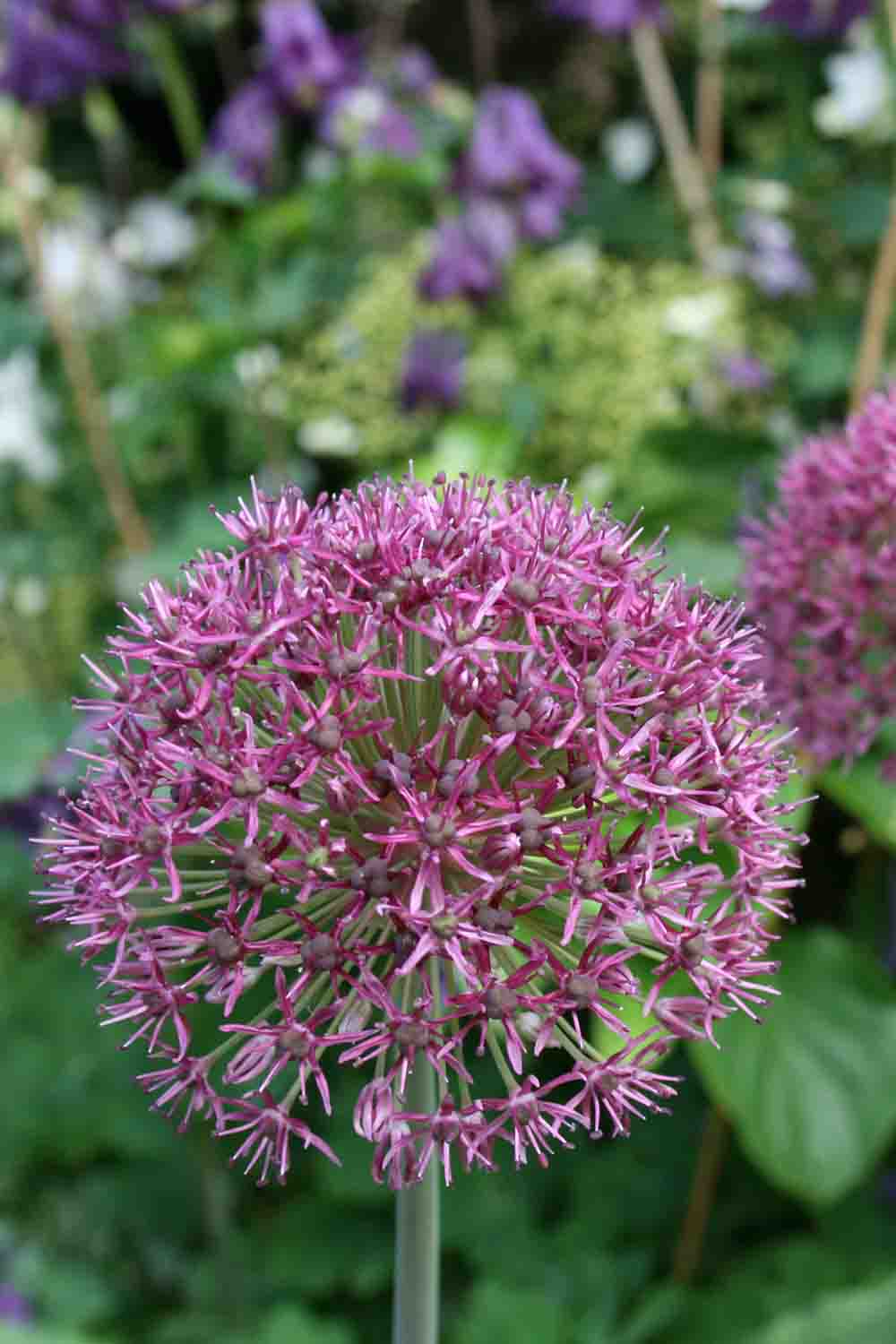 Allium ' Ostara '