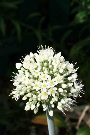 Allium psekemense