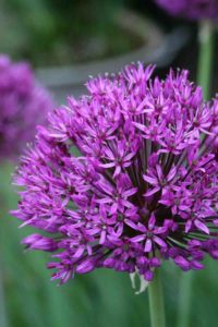 Allium ' Purple Sensation '