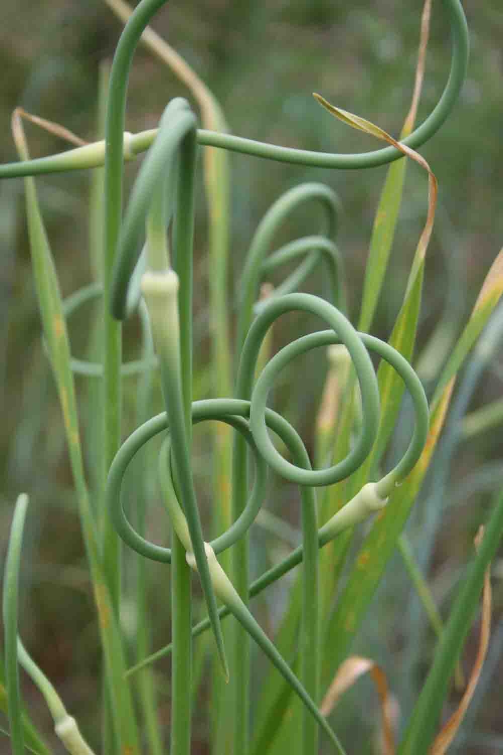 Allium sativum var. ophioscorodon