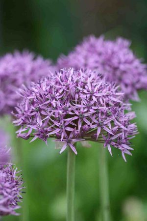 Allium ' Violet Beauty '