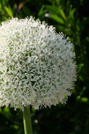 Allium ' White Giant '