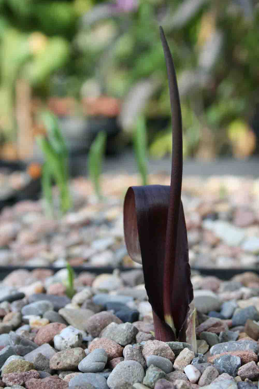 Biarum tenuifolium subsp. zelebori