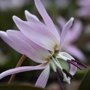 Erythronium dens canis ' Lilac Wonder '