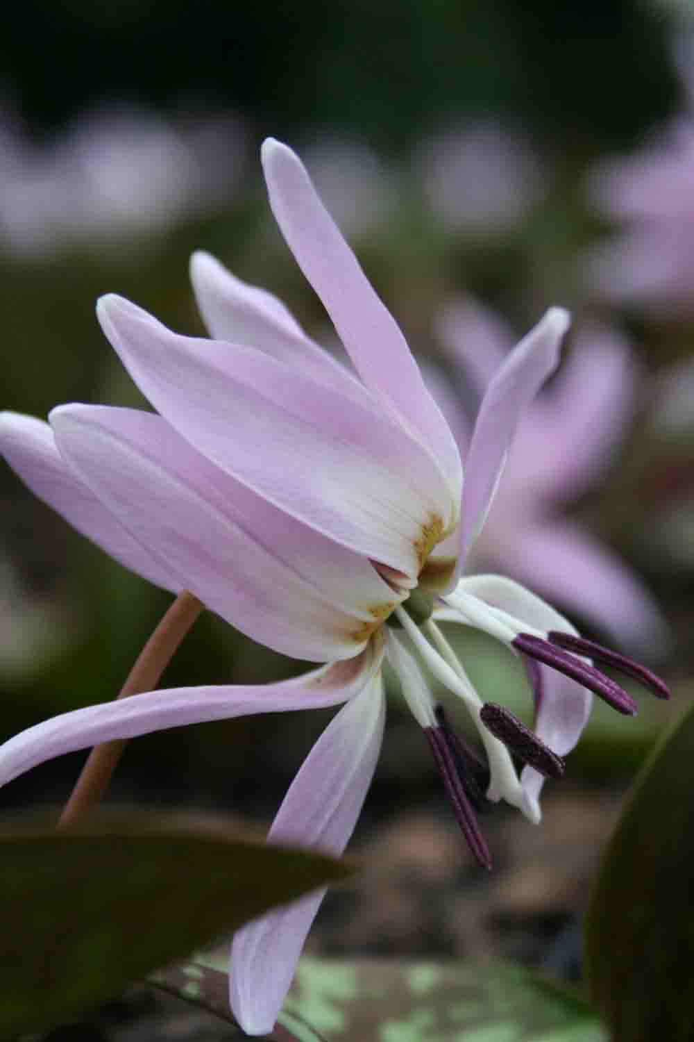 Erythronium dens canis ' Lilac Wonder '