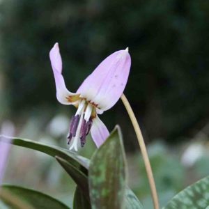 Erythronium dens canis ' Pink Perfection '