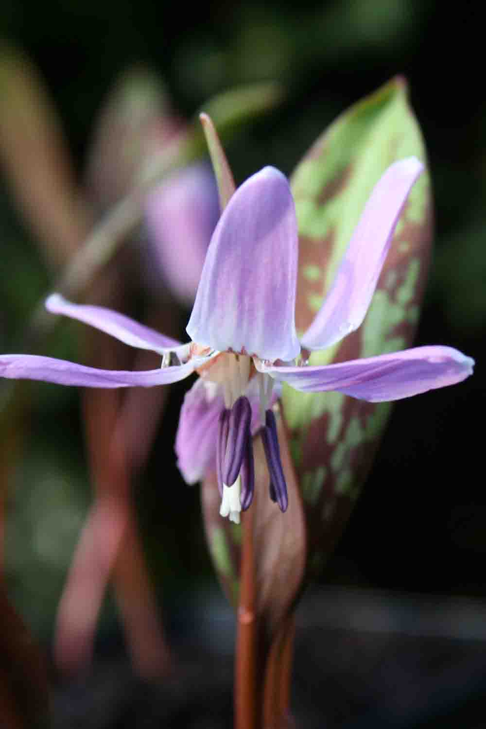 Erythronium dens canis ' Purple King '