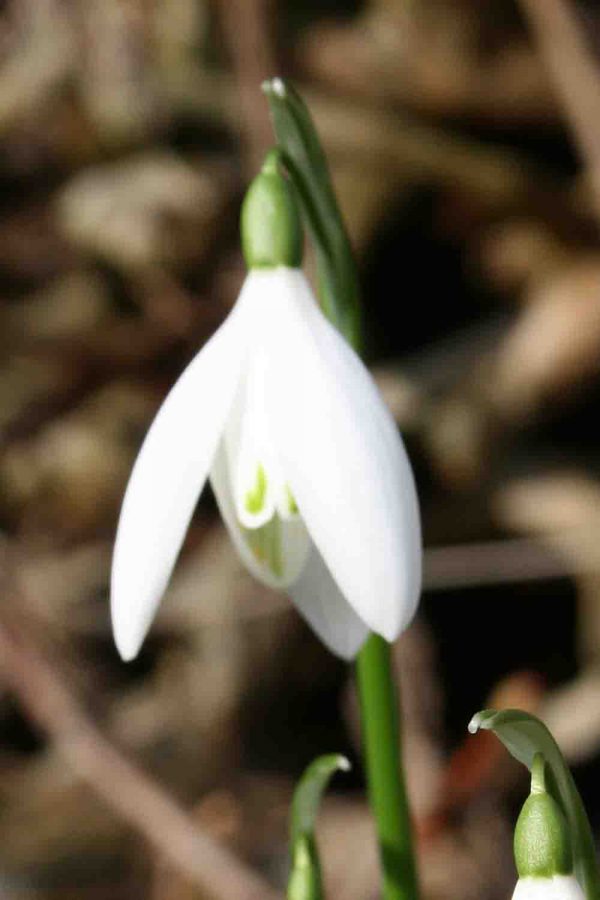 Galanthus nivalis ‘ Anglesey Abbey ‘
