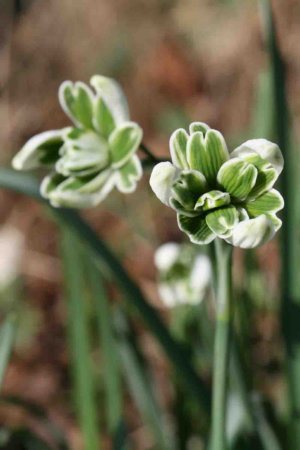 Galanthus nivalis ' Blewbury Tart '