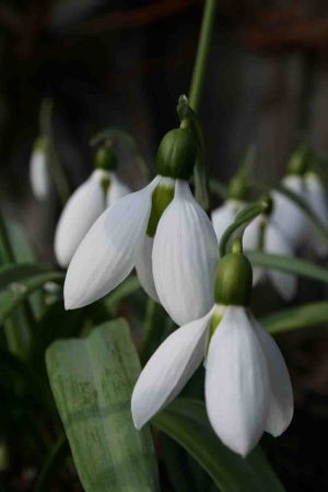 Galanthus ' Cicely Hall '