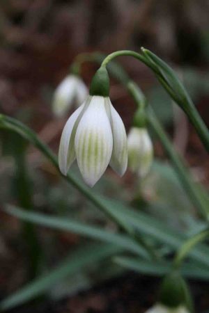 Galanthus ' Cowhouse Green '