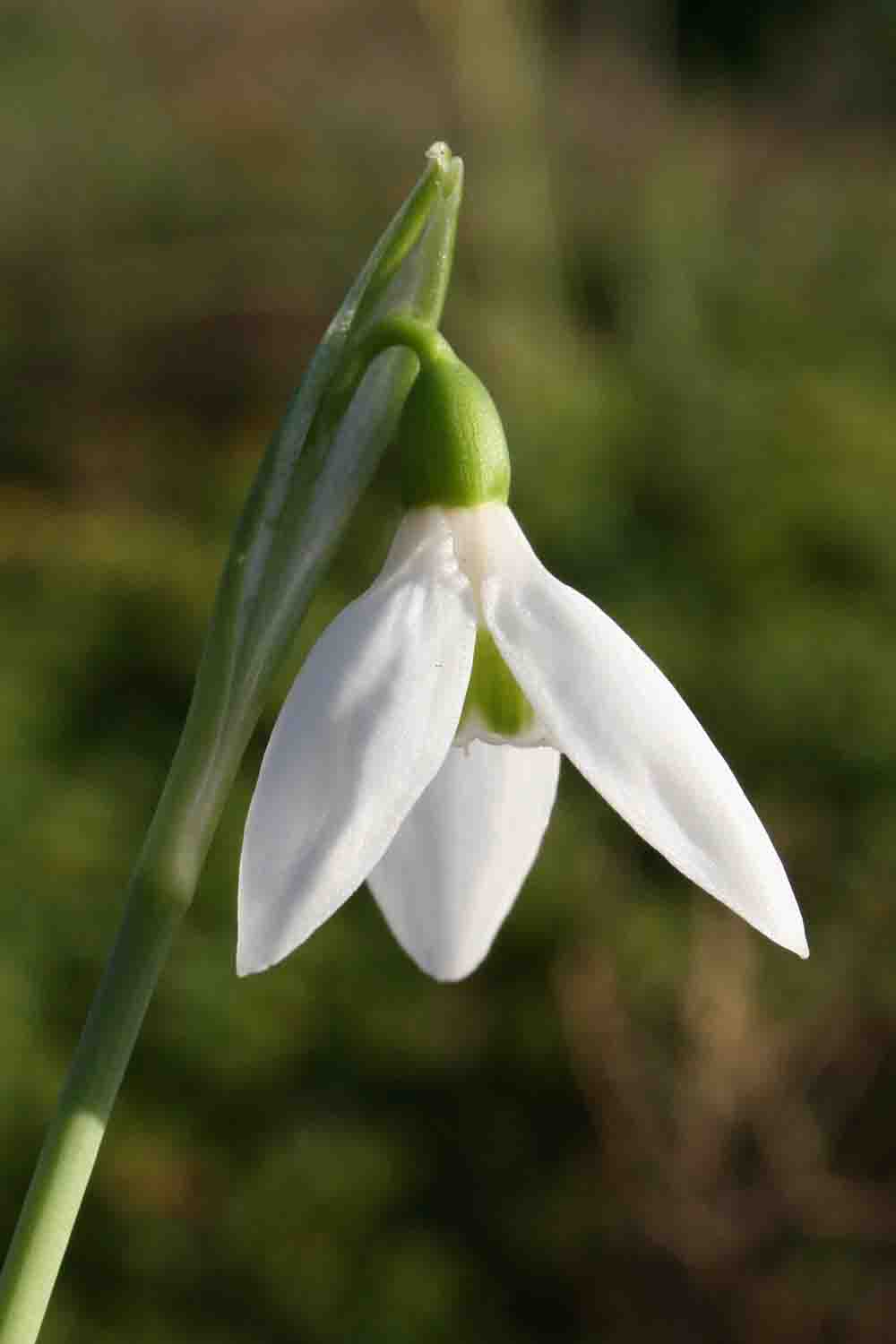 Galanthus elwesii var. monostictus ' Barnes '