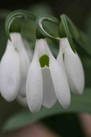 Galanthus elwesii ‘ Ruth Birchall ‘