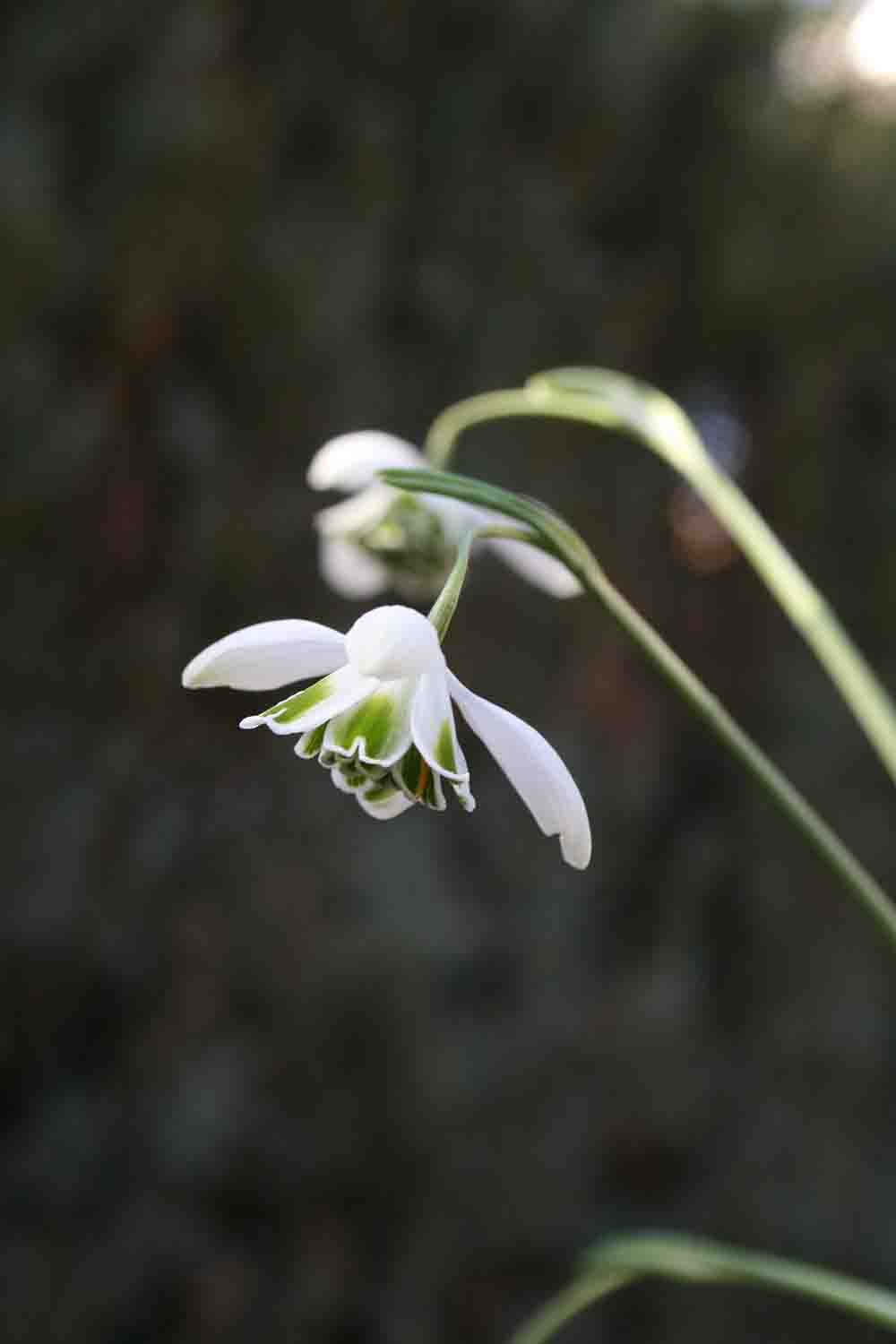Galanthus ' Ophelia '