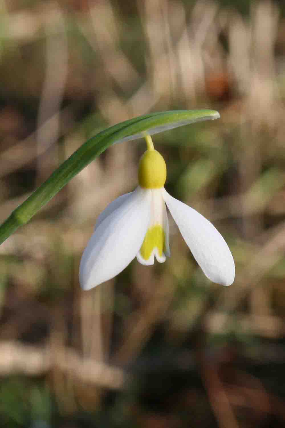 Galanthus plicatus ' Madelaine '