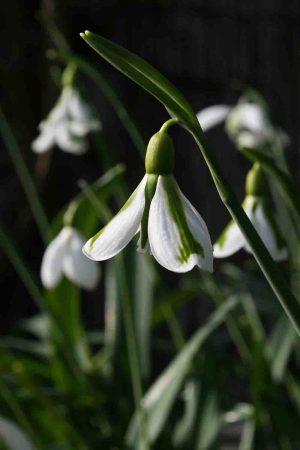 Galanthus ' South Hayes '