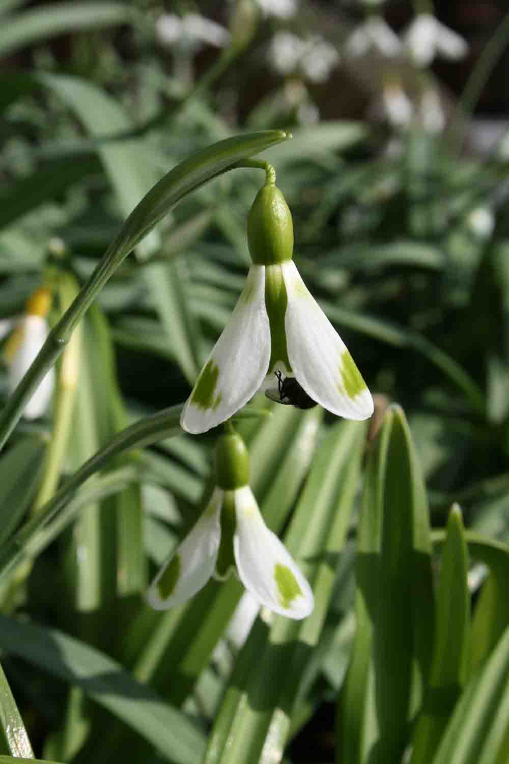 Galanthus ' The Wizard '