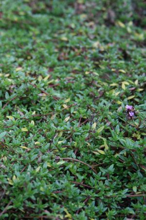 Thymus herba barona ssp. citriodorus
