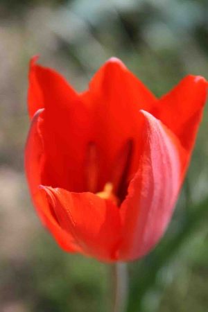 Tulipa albertii