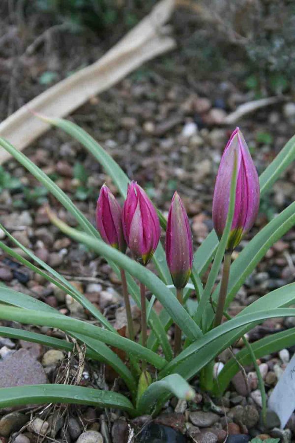 Tulipa humilis Eastern Star