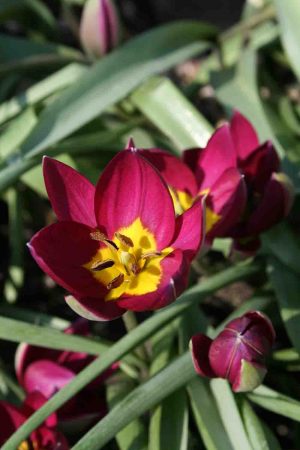 Tulipa humilis ' Persian Pearl '