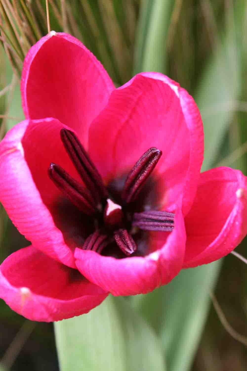 Tulipa humilis ' Violacea Black Base '