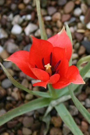 Tulipa linifolia