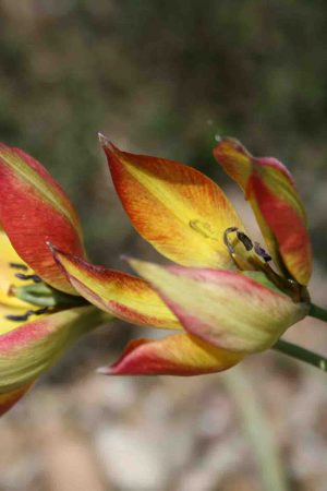 Tulipa orphanidea ' Flava '