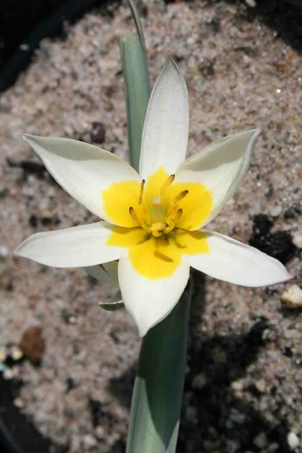 Tulipa orthopoda
