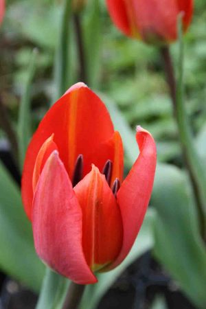 Tulipa praecox