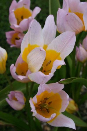 Tulipa saxatiles