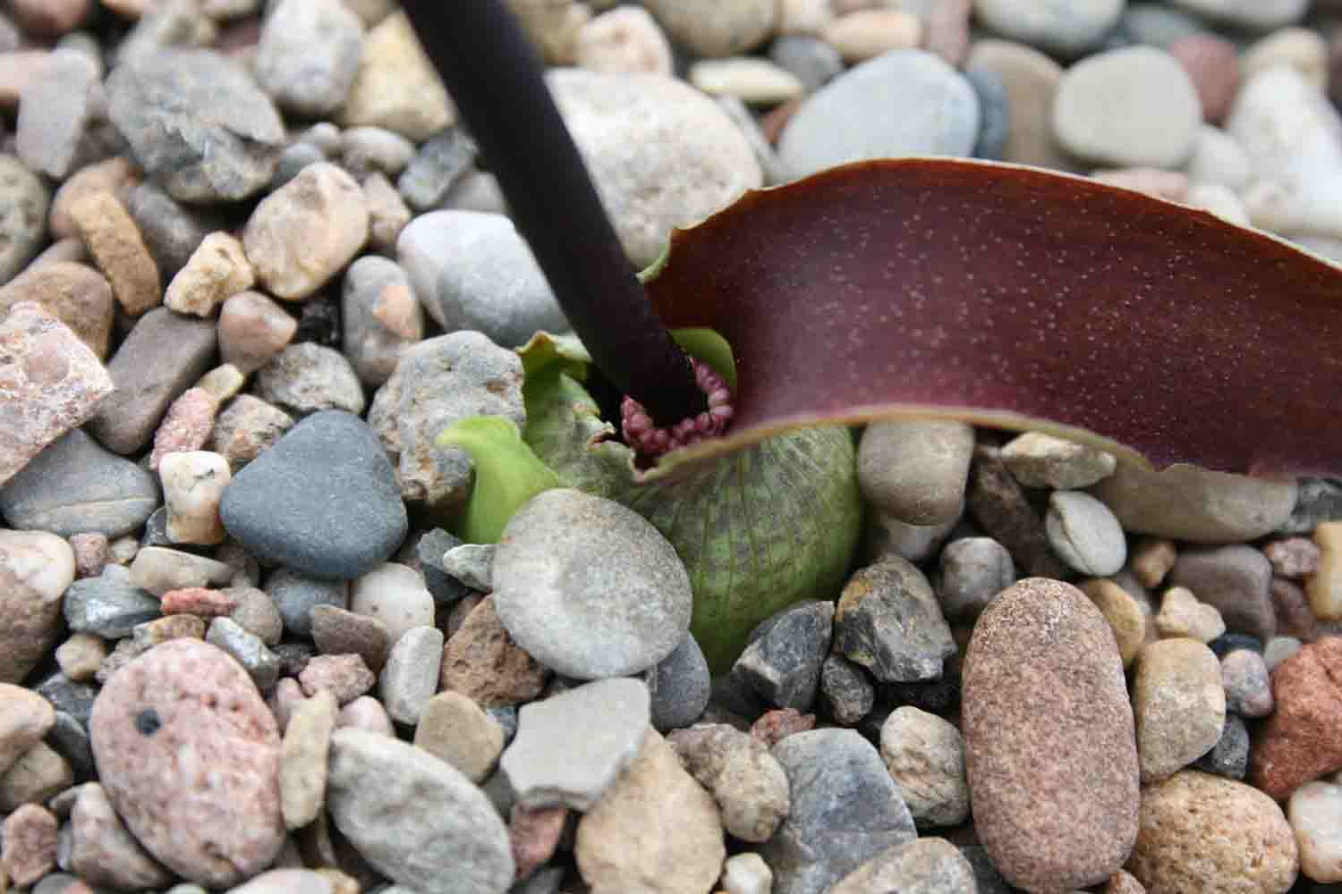 Hier ein Blütenstand von Biarum dispar bei dem nur der Kolben ( Spadix ) und das Hochblatt ( Spatha ) aus dem Boden ragen