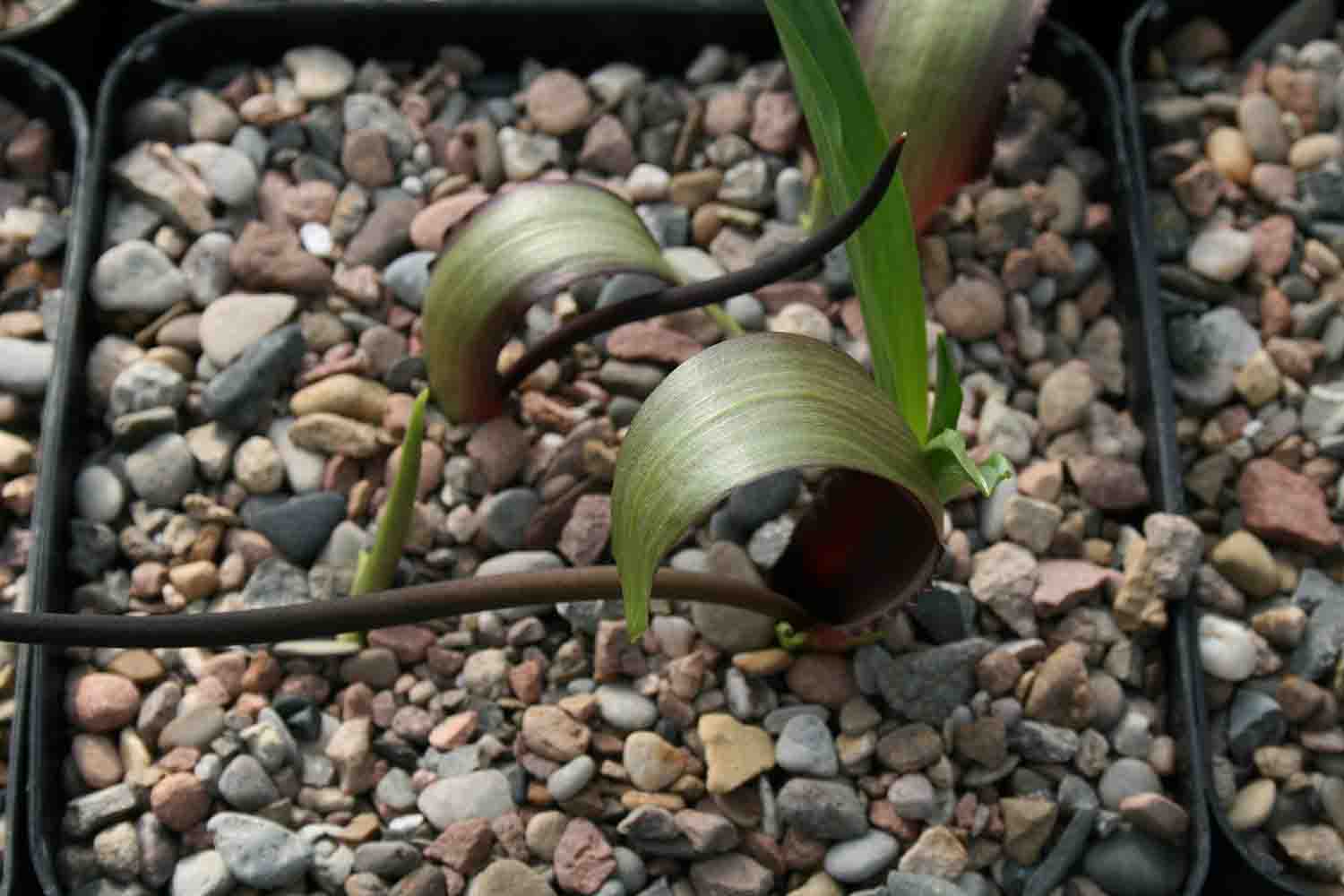 B. tenuifloium ssp. abbreviatum Form 2