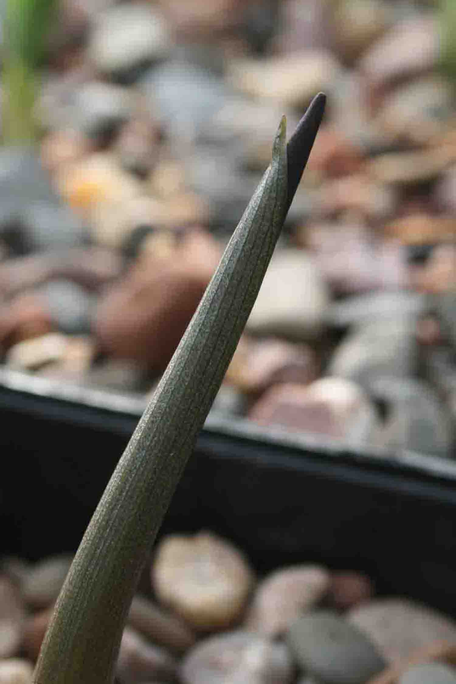 Biarum tenuifolium ssp. idomenaeum