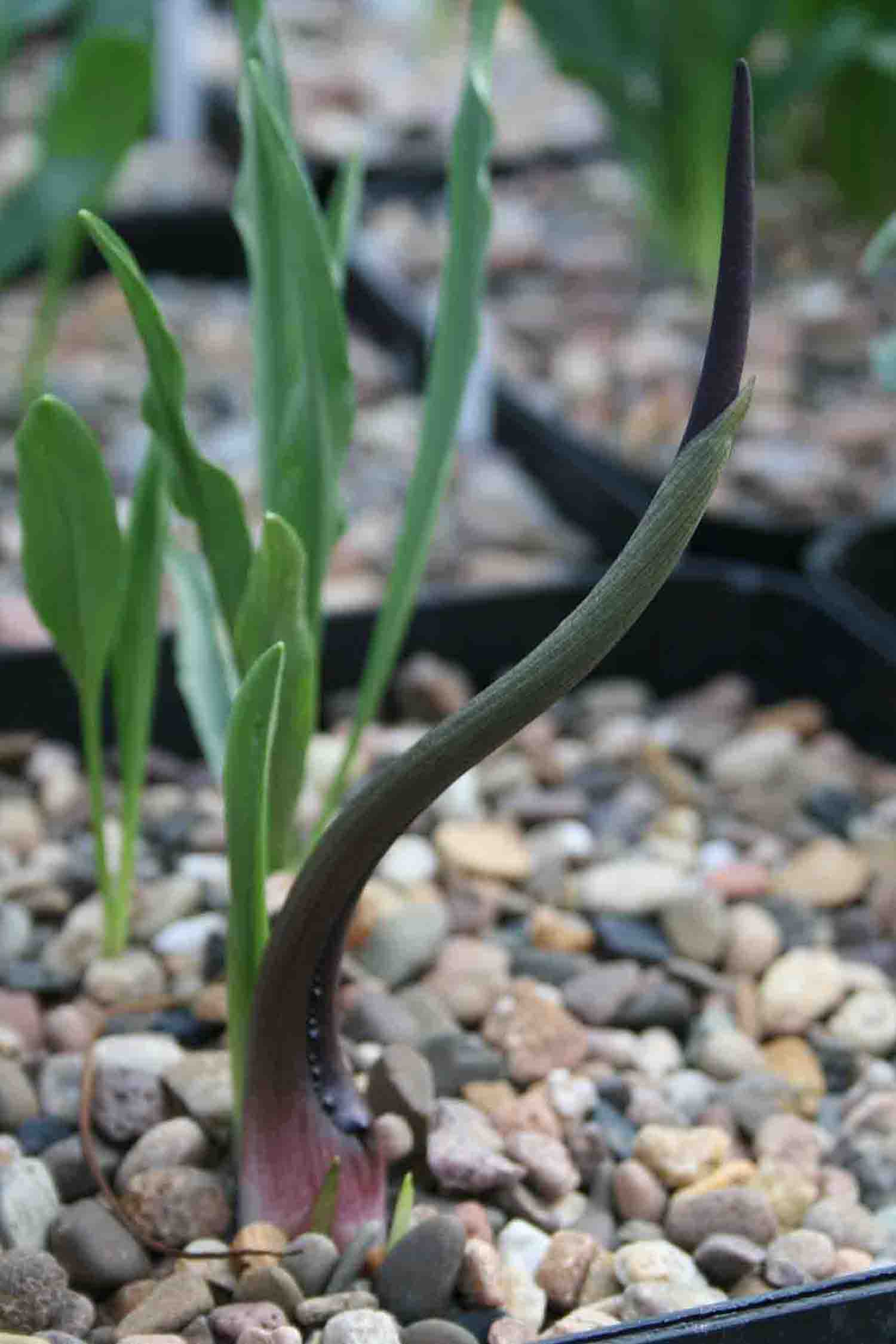 Biarum tenuifolium ssp. idomenaeum