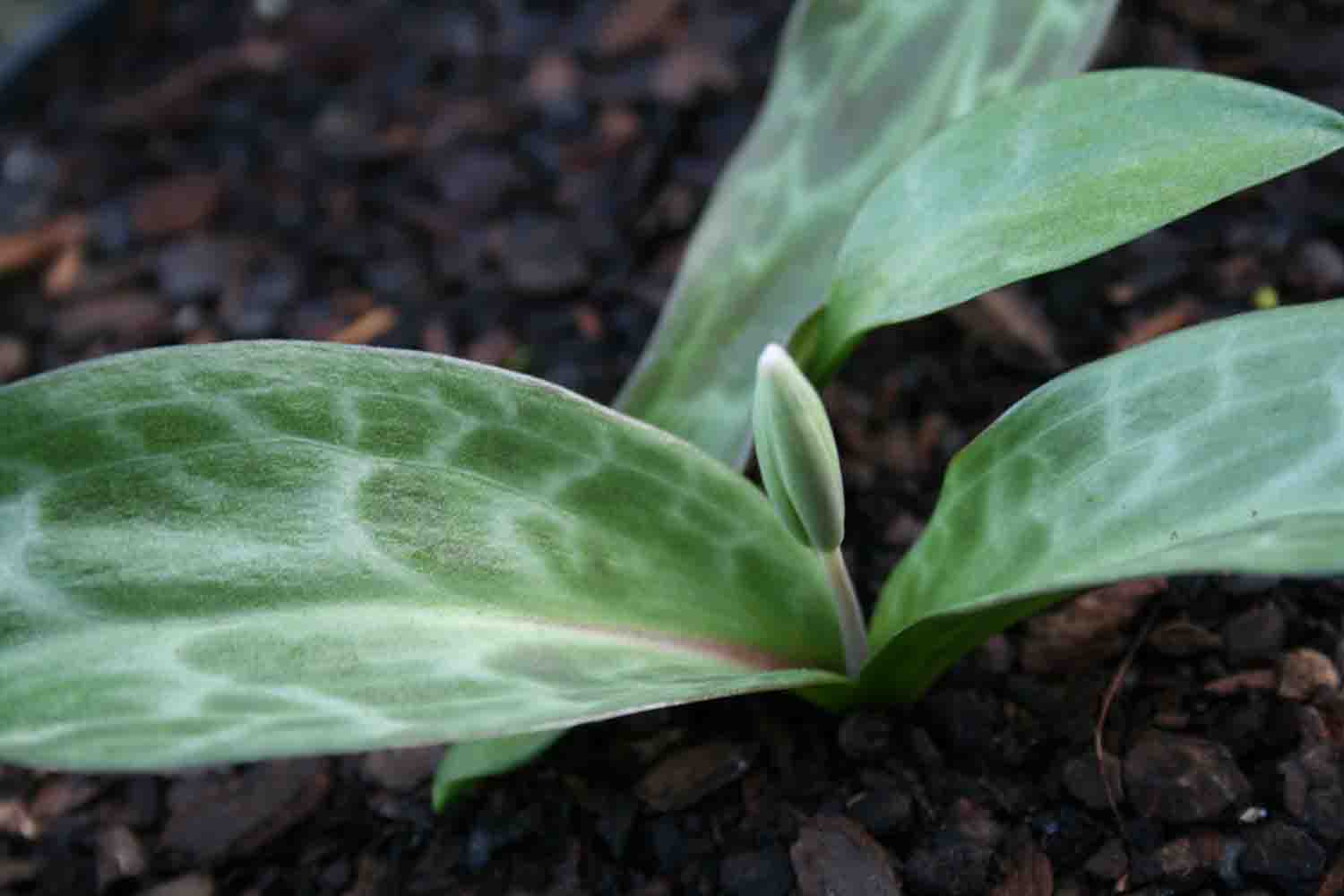 Erythronium oregonum ssp. leucandrum
